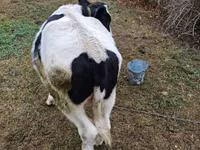 Bull, Russian Black pied cattle — photo 3