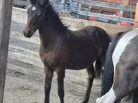 Cal, Welsh Cob — foto 2