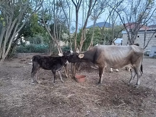 गाय, लाल-धब्बेदार नस्ल