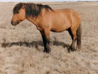 Horse (M), Mugalzhar horse — photo 1