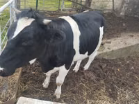 Kuh, Russian Black pied cattle — Foto 1
