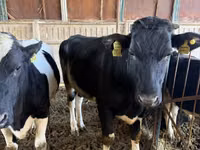 Vacă, Rasa Holstein — foto 3