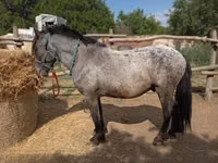 Aygʻir, Appaloosa — 3-rasm