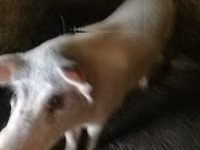 Boar — photo 2