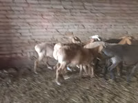 भेड़, Tian-Shan semifinewool sheep — फ़ोटो 2