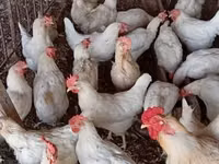 Chickens — photo 5