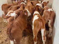 Buqa, Simmental cattle — 2-rasm