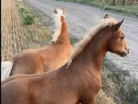 فرس, Haflinger — الصورة 3
