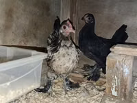 Bantam japonez — foto 5