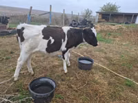 Vaca, Russian Black pied cattle — foto 2