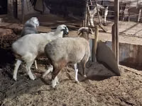 绵羊（批次，未指定性别）, Sheep — 照片 4