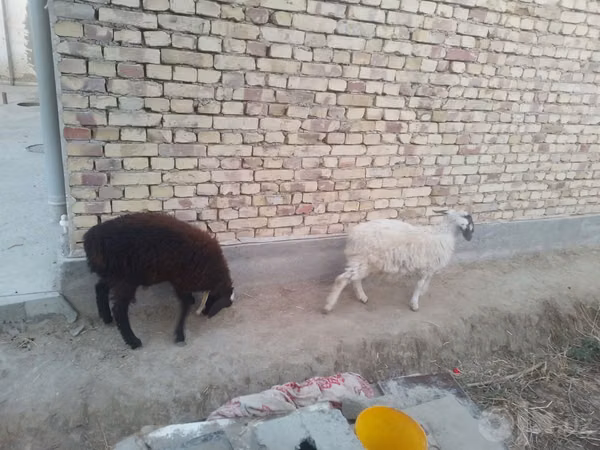 公羊, Sheep