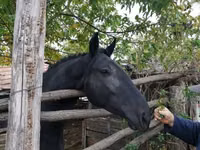 Madyan, Nonius horse — foto 4