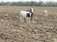 Bulle, Simmental cattle — Foto 4