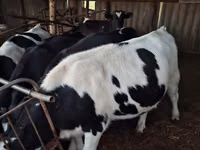 गाय, Russian Black pied cattle — फ़ोटो 4