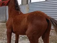 Horse (M), Budyonny horse — photo 4