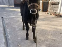 Toro, Ganado vacuno — foto 1