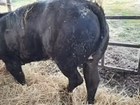 Vache, Bleue de Belgique — photo 2