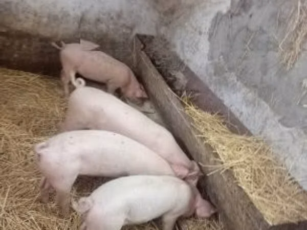 Säue, Schweine