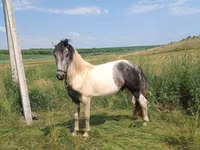 Cal, Gypsy horse — foto 1