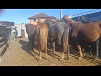 Mare, Horses — photo 4