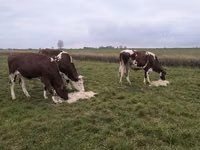İnək, Russian Black pied cattle — foto 2