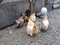 Bantam — foto 4