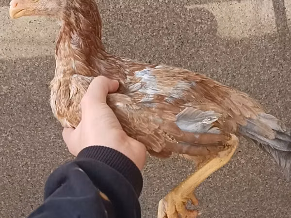 Chickens