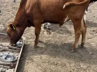 Bou, Simmental cattle — foto 2