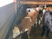 公牛, Cattle — 照片 2