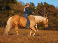公马, Quarter Horse — 照片 3