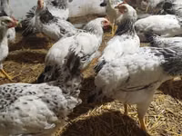 Chickens — الصورة 1
