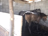 Cavalo, Cavalos — foto 5