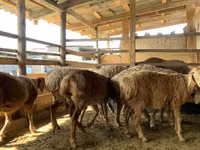 Schaf, Arashan sheep — Foto 6