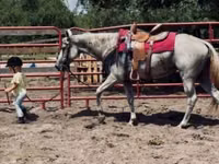 Toychoq, Quarter Horse — 7-rasm