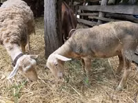 Oaie, Luzein sheep — foto 2
