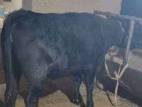 公牛, Aberdeen-Angus — 照片 2