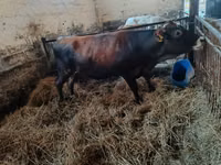 Vacă, Bovine — foto 2