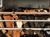 公牛, Aberdeen-Angus — 照片 1