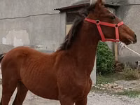 Horse (M), Budyonny horse — photo 1
