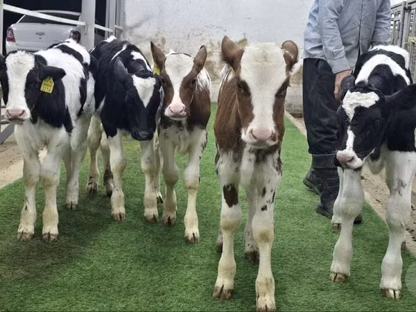 Rinder (Partie, Geschlecht nicht angegeben), Simmental cattle