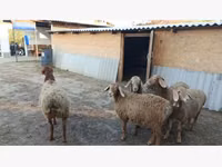 母羊, Sheep — 照片 2