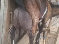Țap, Alpine goat — foto 8