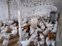 Chickens — Foto 1