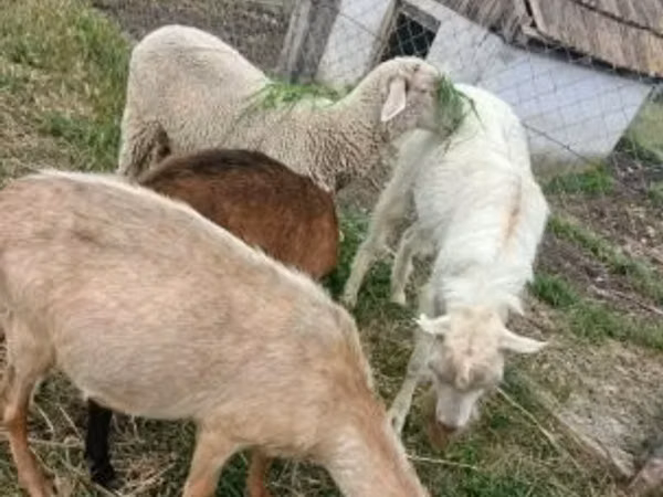 كبش, Merino sheep