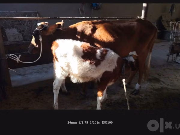 Kuh, Simmental cattle