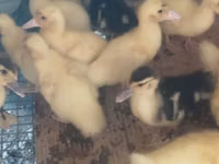 Ducks — फ़ोटो 2