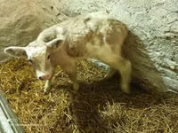 Toro, Ganado vacuno — foto 2