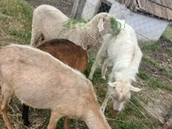 Berbec, Merino sheep