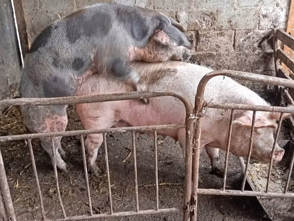 母猪, Pigs